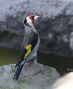 Cadernera (Carduelis carduelis)