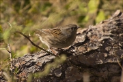 Pardal de bardissa (Prunella modularis)