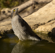 Femella d'Esparver (Accipiter nisus)