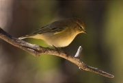 Mosquiter comú (Phylloscopus collybita)