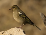 Femella de Pinsà comú (Fringilla coelebs)