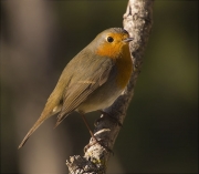 Pit roig (Erithacus rubecola)