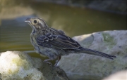 Jove de Gratapalles (Emberiza cirlus)