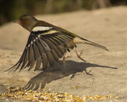 Mascle de Pinsà comú (Fringilla coelebs)