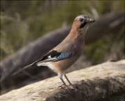 Gaig (Garrulus grandarius)