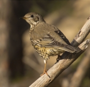 Griva (Turdus viscivorus)