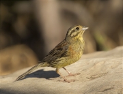 Femella de Gratapalles (Emberiza cirlus)