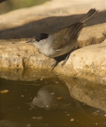 Mascle de Tallarol de casquet (Sylvia atricapilla)