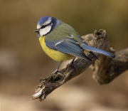 Mallerenga blava (Cyanistes caeruleus)