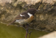 Mascle de Bitxac comú (Saxicola torquata)