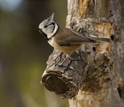 Mallerenga emplomallada (Parus cristatus)