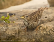 Cruixidell (Emberiza calandra)