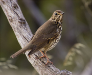 Tord comú (Turdus philomelos)