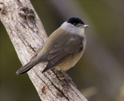 Mascle de Tallarol de casquet (Sylvia atricapilla)