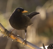 Mascle de Merla (Turdus merula)