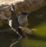 Mascles de Tallarol de casquet (Sylvia atricapilla)