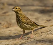 Femella de Gratapalles (Emberiza cirlus)