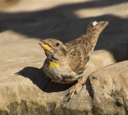 Pardal roquer (Petronia petronia)