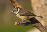 Mallerenga emplomallada (Parus cristatus)