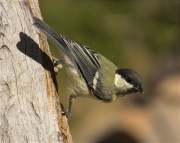 Mallerenga carbonera (Parus major)