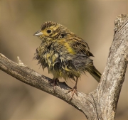 Femella de Gratapalles (Emberiza cirlus)