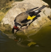 Cadernera (Carduelis carduelis)