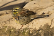 Mascle de Gratapalles (Emberiza cirlus)