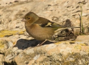 Mascle de Pinsà comú (Fringilla coelebs)