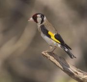 Cadernera (Carduelis carduelis)