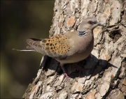 Tórtora (Streptopelia turtur)