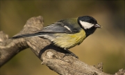 Mallerenga carbonera (Parus major)