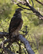 Jove d'Astor (Accipiter gentilis)