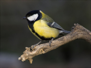 Mallerenga carbonera (Parus major)