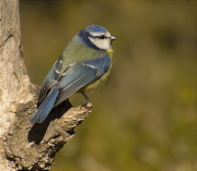 Mallerenga blava (Cyanistes caeruleus)