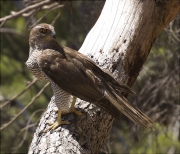 Femella d'Astor (Accipiter gentilis)