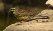 Mascle de Gratapalles (Emberiza cirlus)