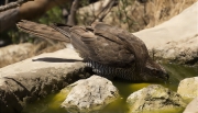 Femella d'Astor (Accipiter gentilis)