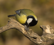 Mallerenga carbonera (Parus major)