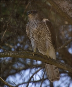 Femella d'Astor (Accipiter gentilis)