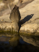 Griva (Turdus viscivorus)