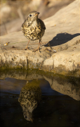 Griva (Turdus viscivorus)