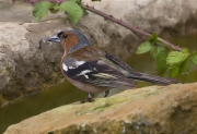 Mascle de Pinsà comú (Fringilla coelebs)