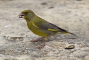 Mascle de Verdum (Carduelis chloris)