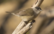 Mascle de Tallarol de casquet (Sylvia atricapilla)