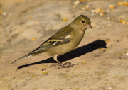 Femella de Pinsà comú (Fringilla coelebs)