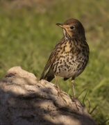 Tord comú (Turdus philomelos)