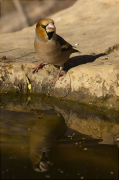 Durbec (Coccothraustes coccothraustes)