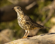 Griva (Turdus viscivorus)