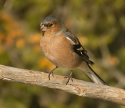 Mascle de Pinsà comú (Fringilla coelebs)