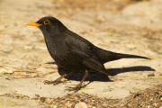 Mascle de Merla (Turdus merula)